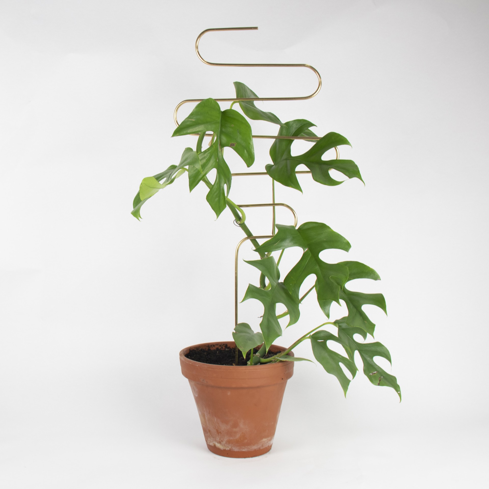 Golden Plant Stakes – 70cm